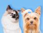 Boutique d'animaux Chico Boucherville's picture Boutique d'animaux Chico Boucherville's picture