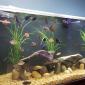 Under the Sea Aquatics | Fish Store | Fish Tanks | Freshwater &amp; Saltwater Fish's picture